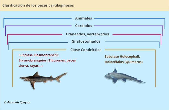 Taxonomía, clasificación científica de los peces cartilaginosos