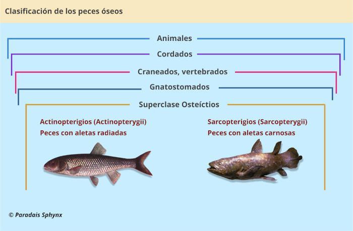 Clasificación científica, taxonomía de los peces óseos