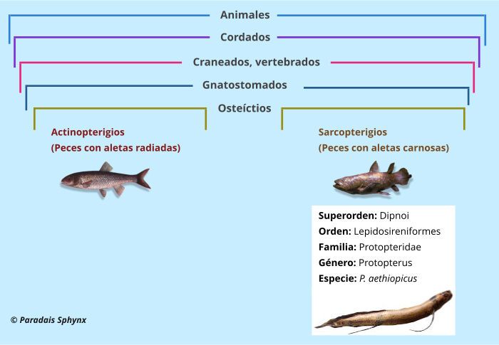 Taxonomía, clasificación taxonómica del pez pulmonado marmoleado, Protopterus aethiopicus