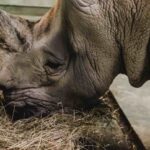 alimentacion-del-rinoceronte