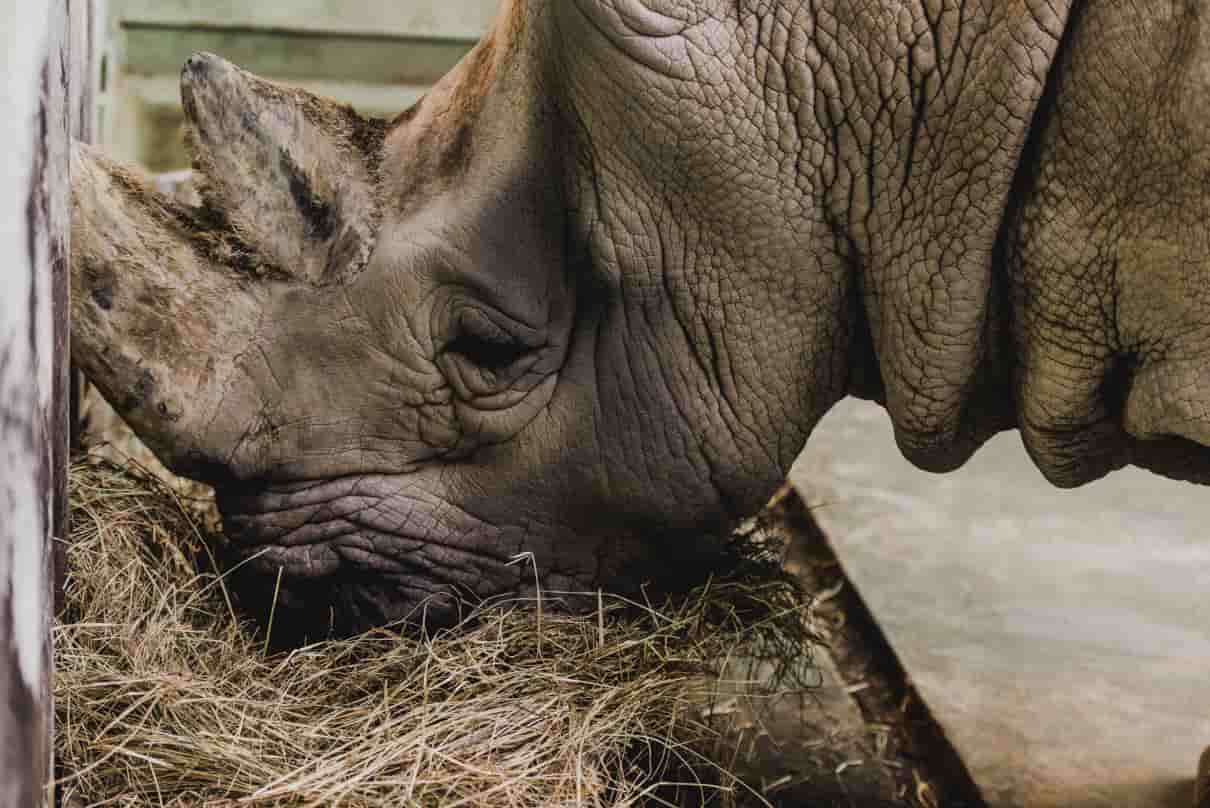 Alimentación del rinoceronte