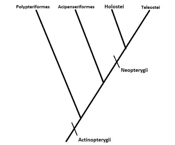 Cladograma Holósteos, taxonomía o clasificación científica