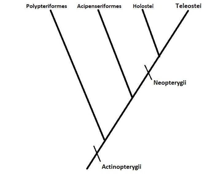 Cladograma de peces teleósteos (Teleostei), taxonomía, clasificación científica