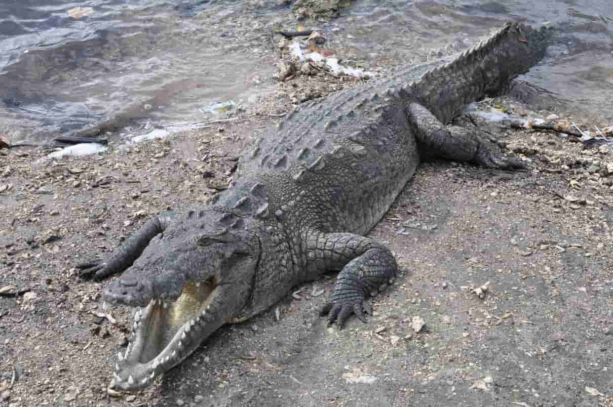 Diferencias entre cocodrilos y caimanes: cocodrilo americano