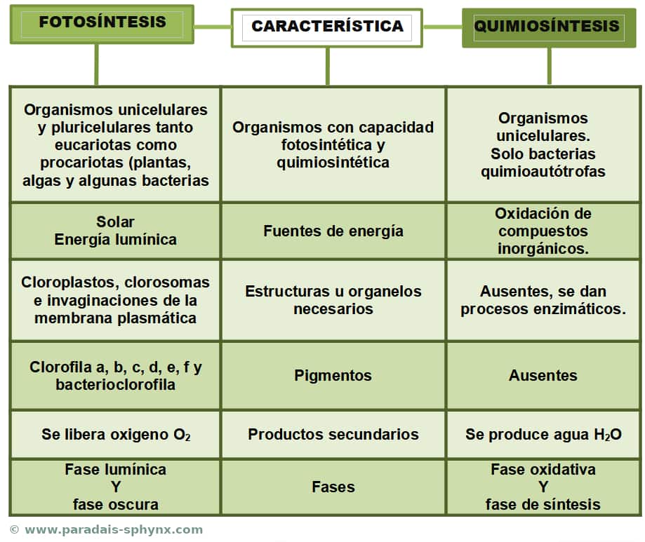 Diferencias entre fotosíntesis y quimiosíntesis