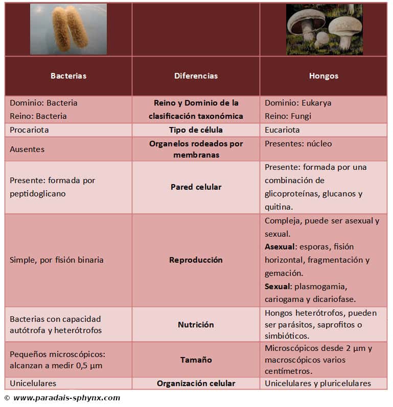 Diferencias entre bacterias y hongos, con esquema comparativo