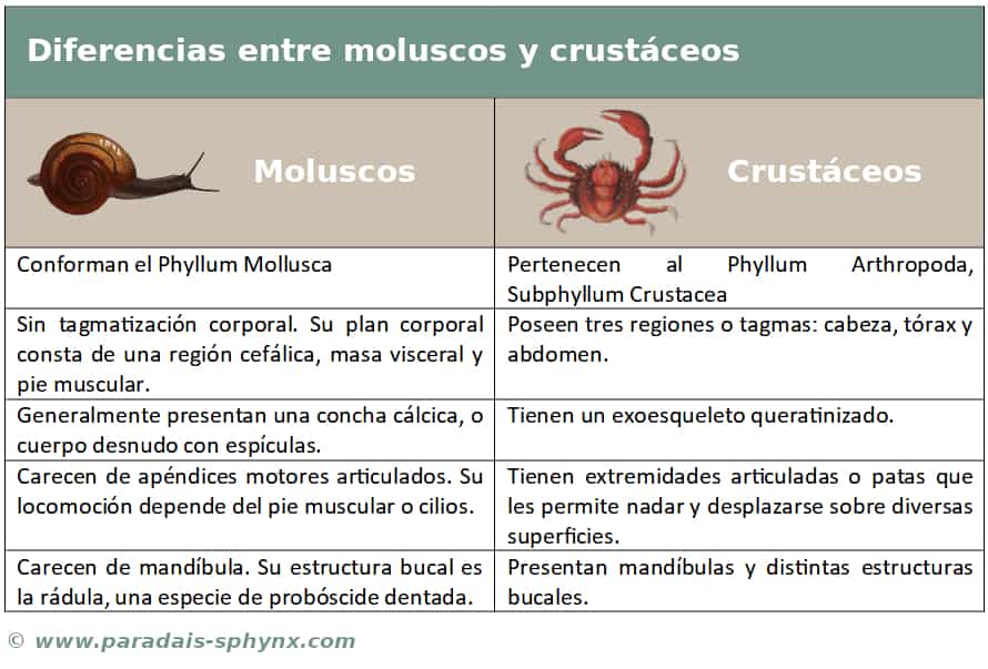 Cuadro comparativo sobre diferencias entre moluscos y crutáceos