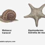 diferencias-entre-moluscos-y-equinodermos-dos-especies-tipo