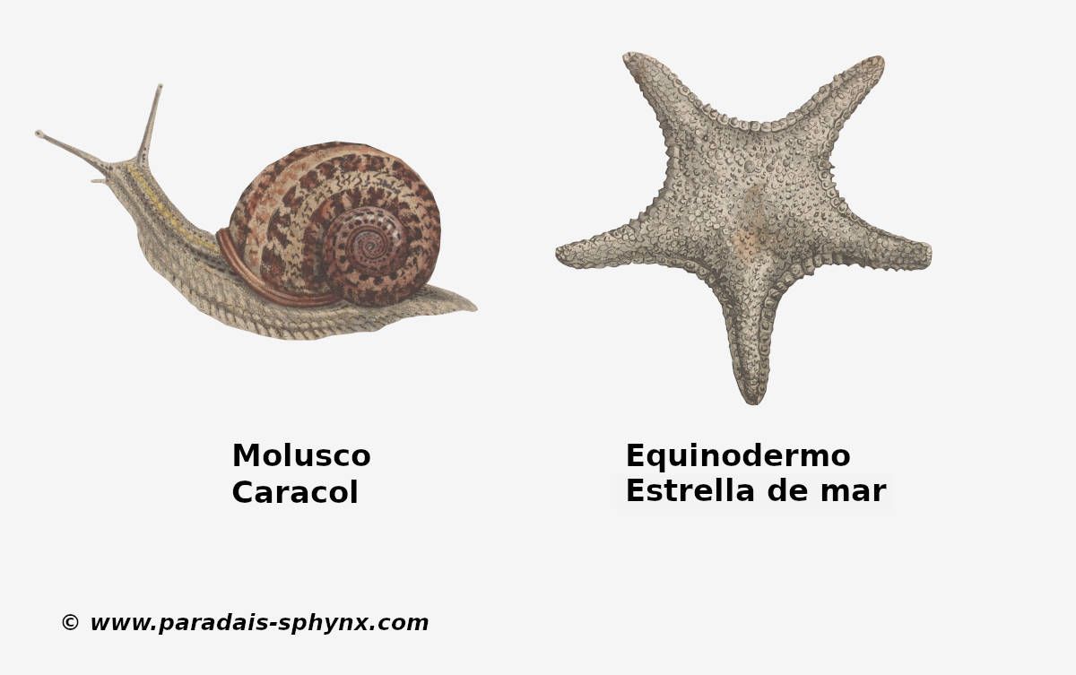 Especies tipos para diferencias entre moluscos y equinodermos