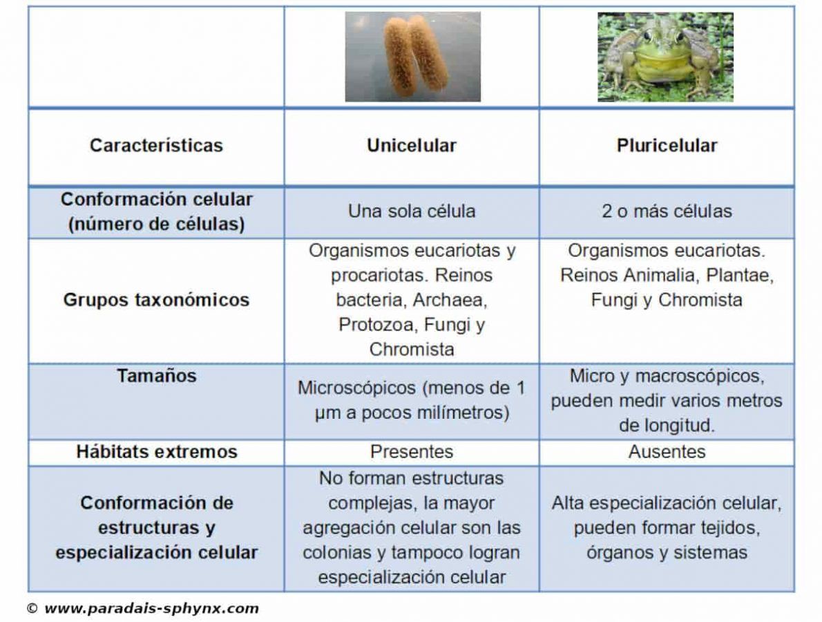 Diferencias entre organismos unicelulares y pluricelulares, cuadro comparativo, resumen