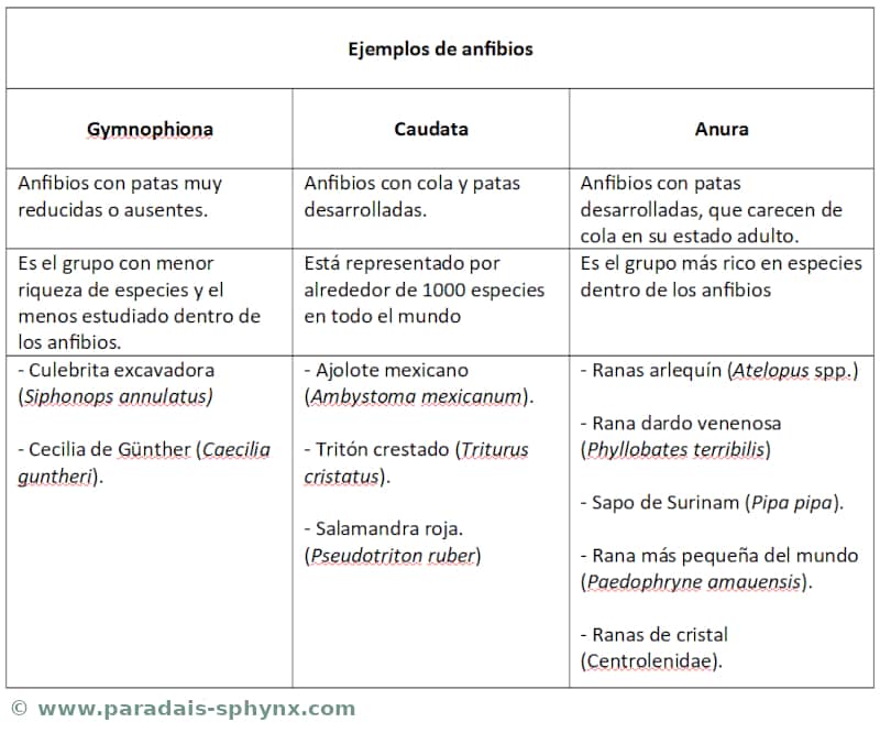tabla ilustrativa sobre ejemplos de anfibios