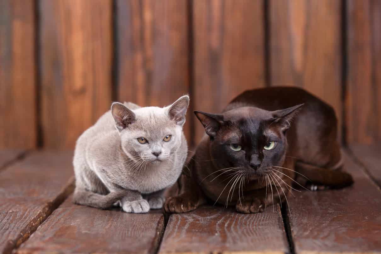 Diferencias entre gato montés y gato doméstico, con cuadro comparativo