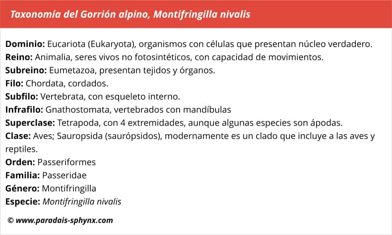 Taxonomía, clasificación científica de Gorrión alpino, Montifringilla nivalis