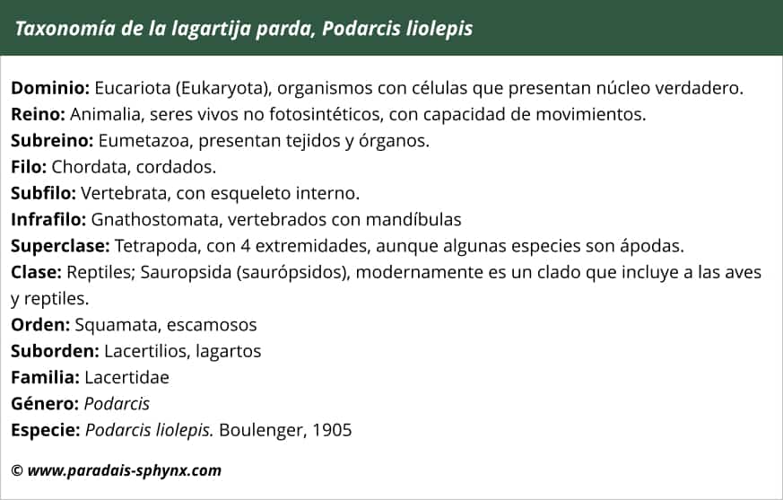 taxonomía, clasificación de la lagartija parda, Podarcis liolepis
