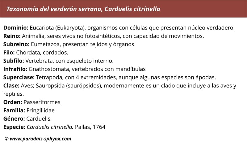 Taxonomía del verderón serrano, Carduelis citrinella