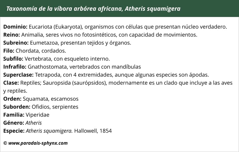 Taxonomía de la víbora arbórea africana, Atheris squamigera