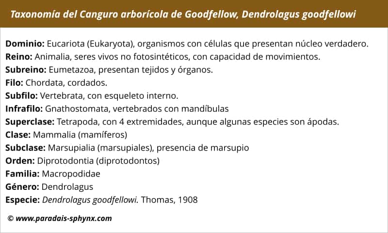 Taxonomía del canguro arborícola de Goodfellow, Dendrolagus goodfellowi