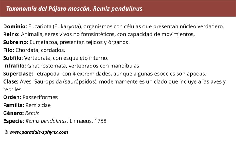 Taxonomía, clasificación científica de Pájaro moscón, Remiz pendulinus