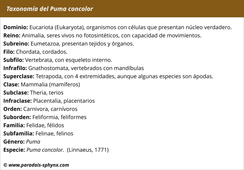 Taxonomía, clasificación científica del puma concolor