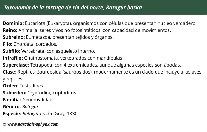 Taxonomía, clasificación de la tortuga de río del norte, Batagur baska