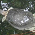tortuga-de-rio-del-norte-batagur-baska