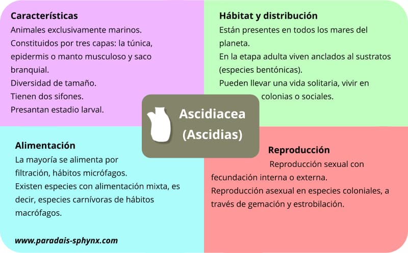 Cuadro resumen, esquema de las ascidias, ascidiáceos, Ascidiacea.