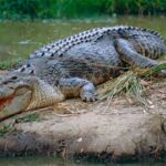 cocodrilo-marino-crocodylus-porosus