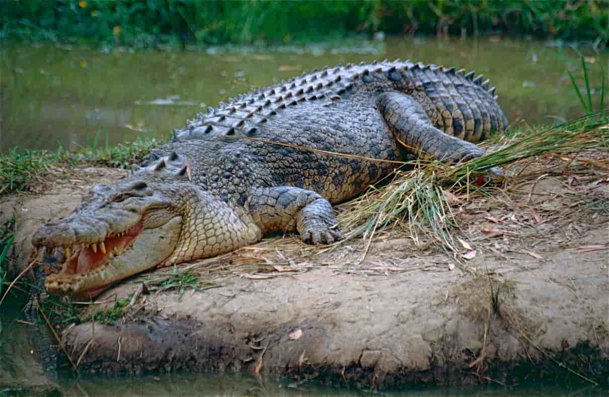 Cocodrilo marino, Crocodylus porosus