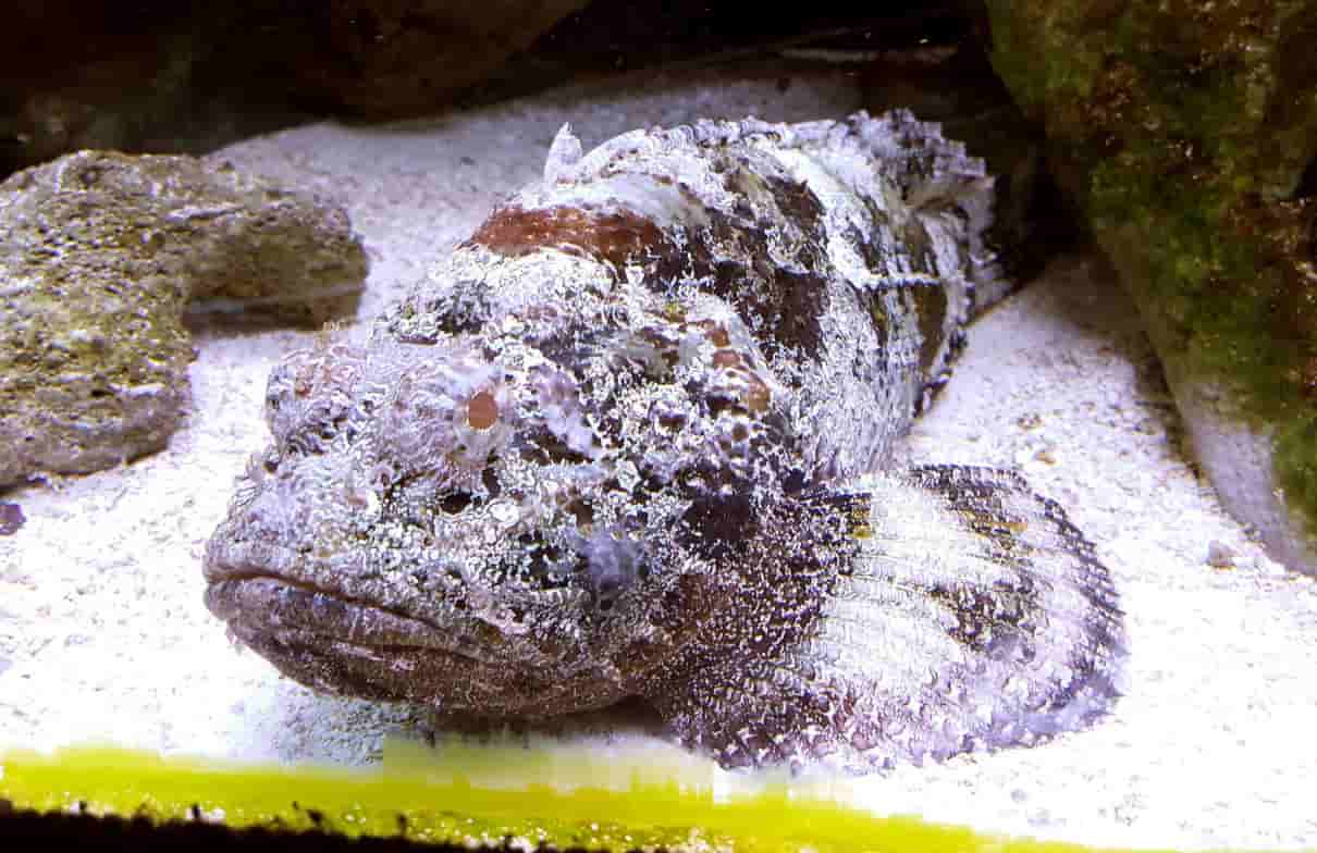 Pez piedra, Synanceia horrida, uno de los peces más venenosos del mundo