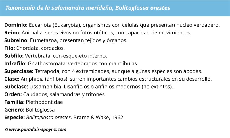Taxonomía o clasificación científica de la salamandra merideña, Bolitoglossa orestes