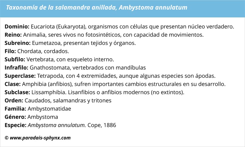 Taxonomía de la salamandra anillada, Ambystoma annulatum