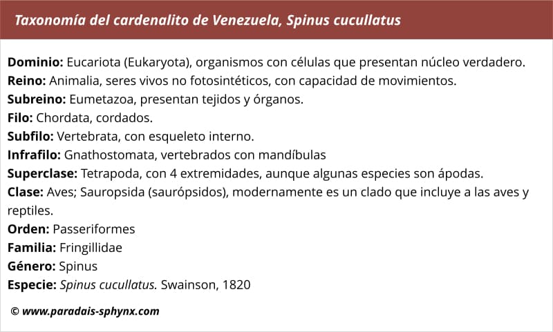Taxonomía del cardenalito de Venezuela, Spinus cucullatus
