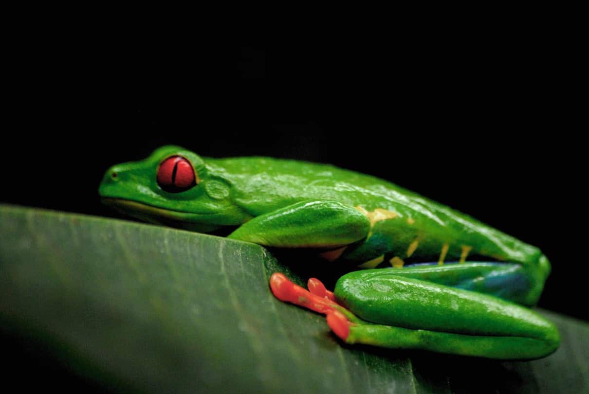 Imagen para 20 curiosidades de los anfibios