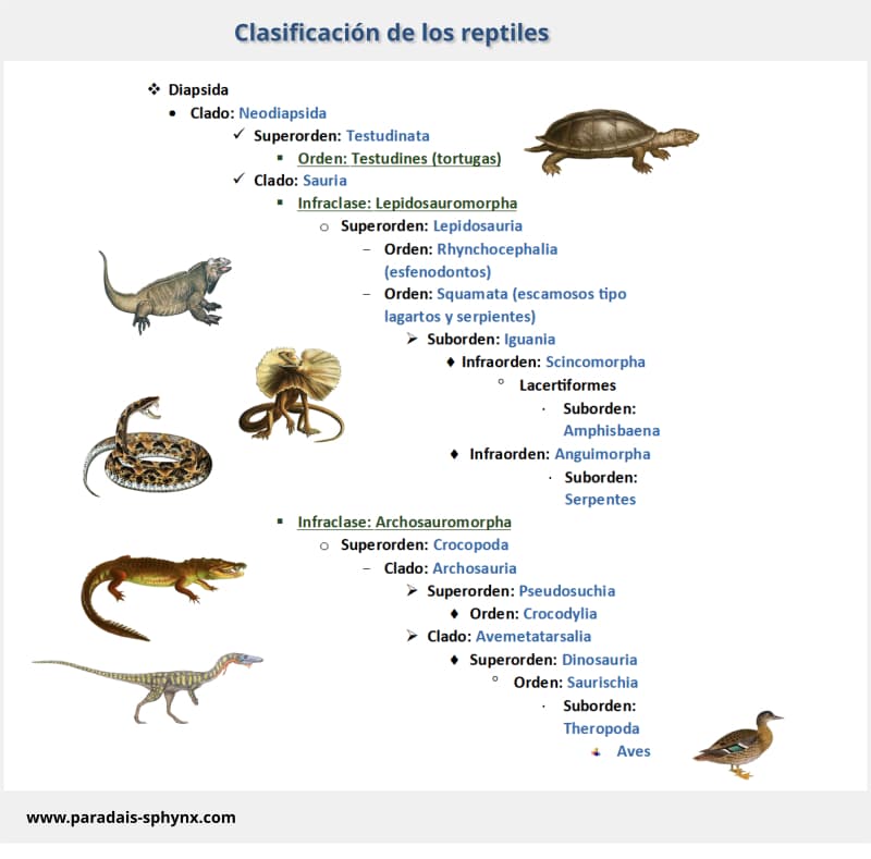 Clasificación de los reptiles desde un planteamiento moderno