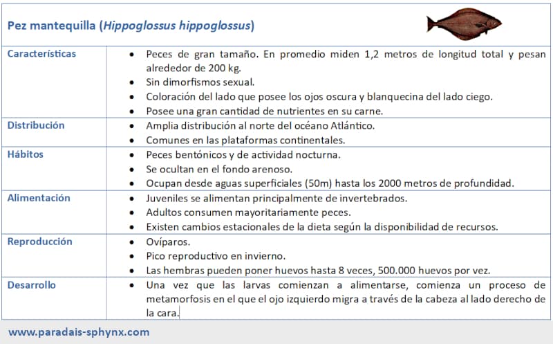 Ficha informativa del pez mantequilla, Hippoglossus hippoglossus
