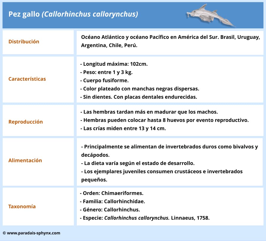 Información, ficha técnica y taxonomía del pez gallo, Callorhinchus callorynchus