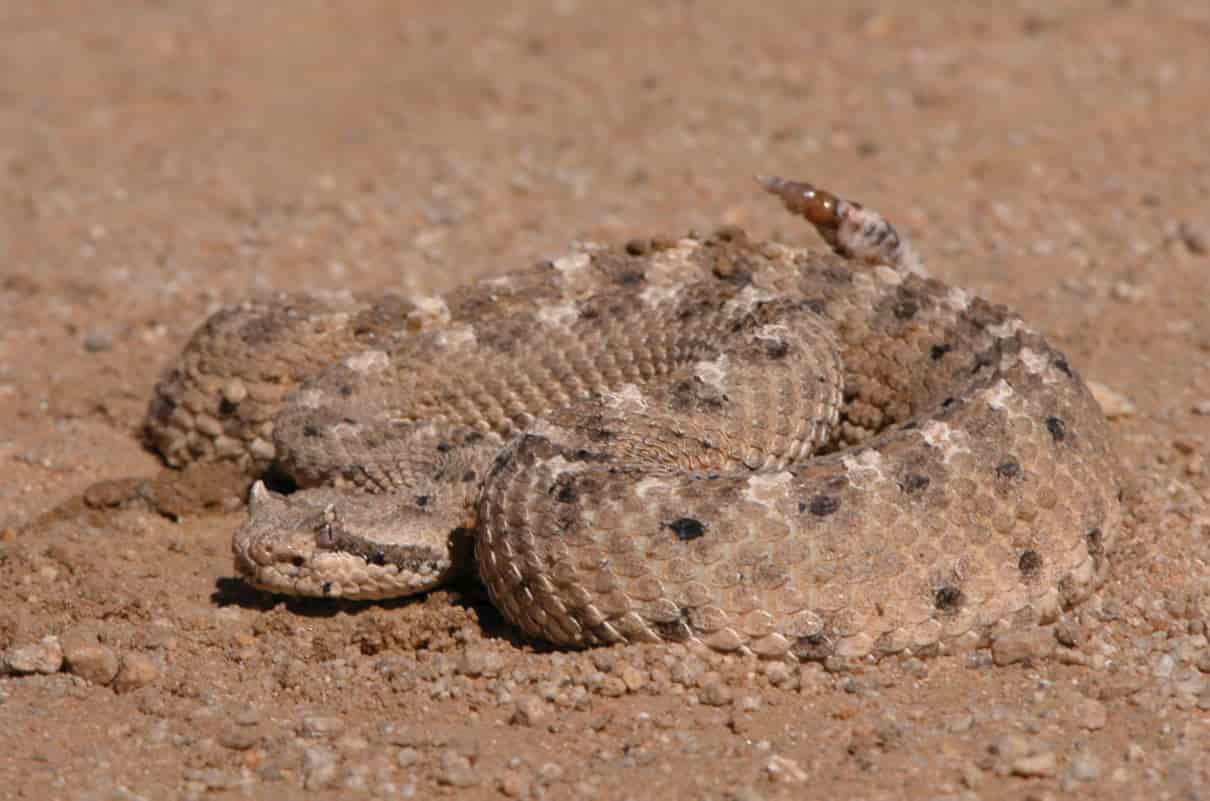 Serpientes de cascabel, género  Crotalus (Mojave)