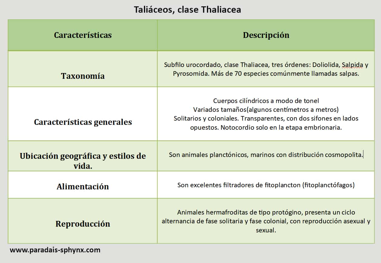 taliaceos-clase-thaliacea.jpg