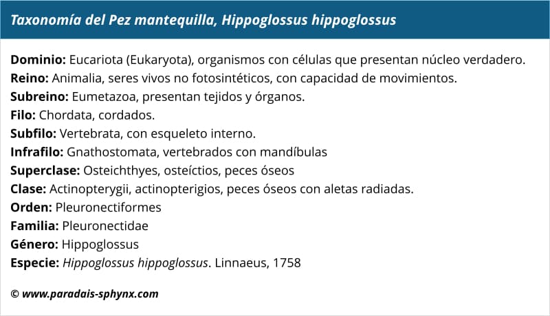 Taxonomía del pez mantequilla, Hippoglossus hippoglossus