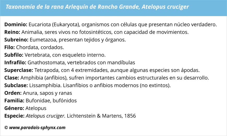 Taxonomía de la rana Arlequín de Rancho Grande, Atelopus cruciger