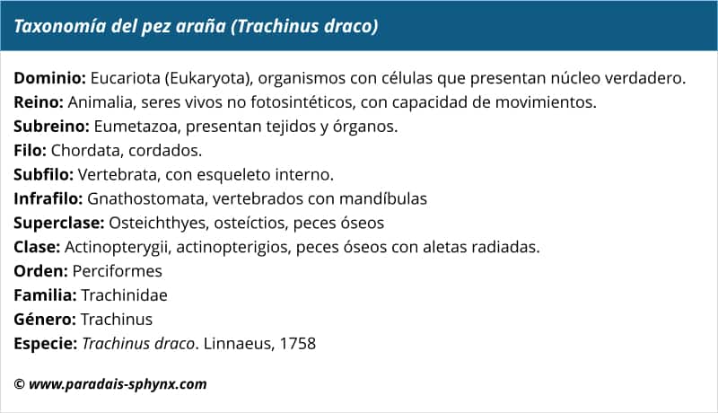 Taxonomía o clasificación científica del pez araña, Trachinus draco