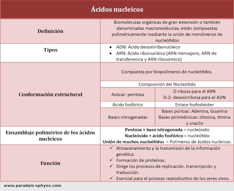 acidos-nucleicos-resumen