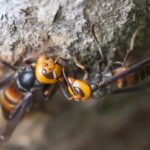 avispa-asiatica-gigante-vespa-mandarinia