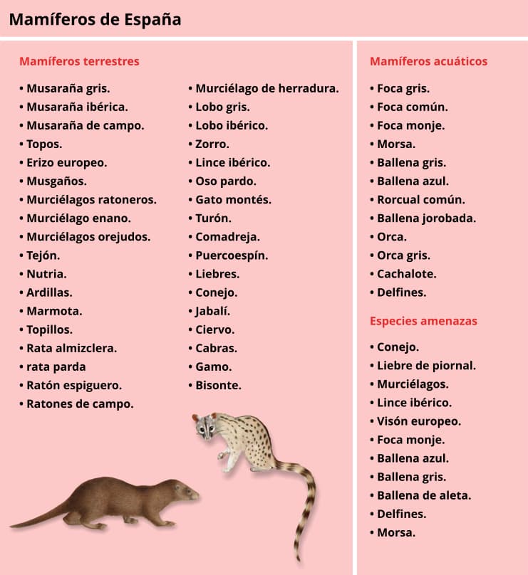 Fauna ibérica de mamíferos de España