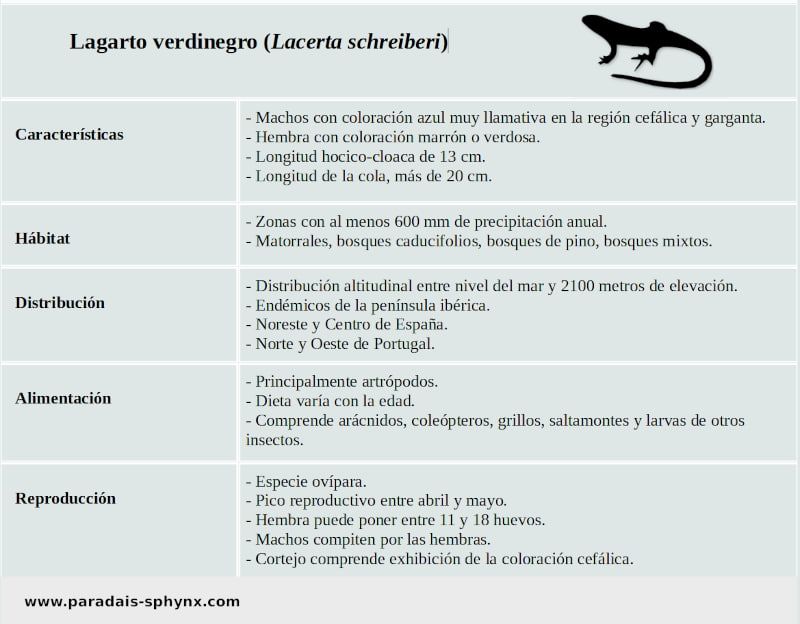 Ficha técnica del lagarto verdinegro, Lacerta schreiberi