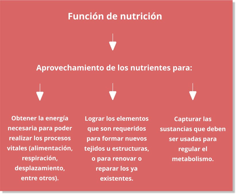 Función de nutrición: esquema, resumen