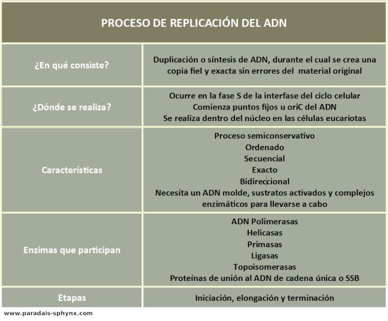 proceso-de-replicacion-del-adn