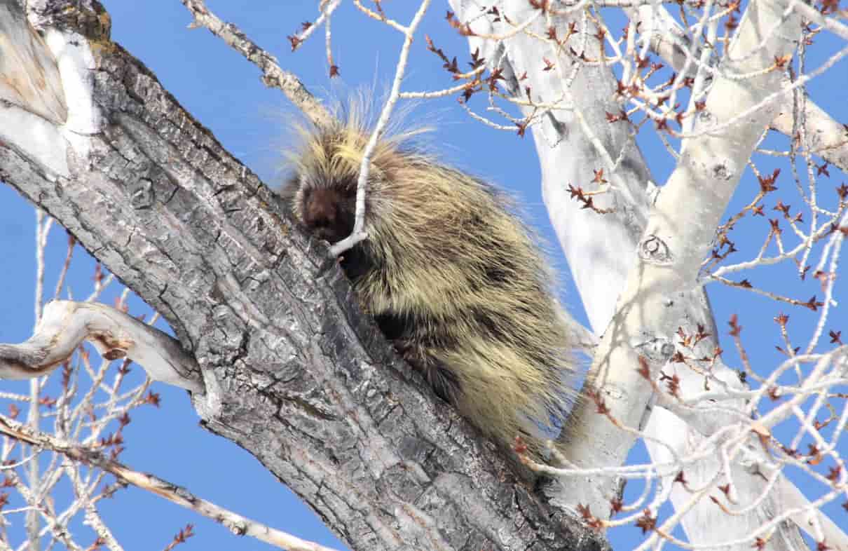 Puercoespín, un roedor con espinas, características y tipos