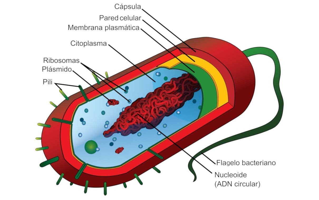 bacteria-estructura