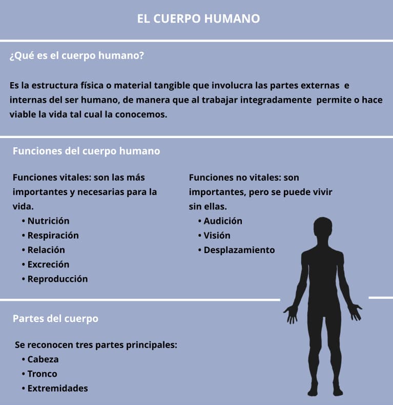 El cuerpo humano, funciones y partes